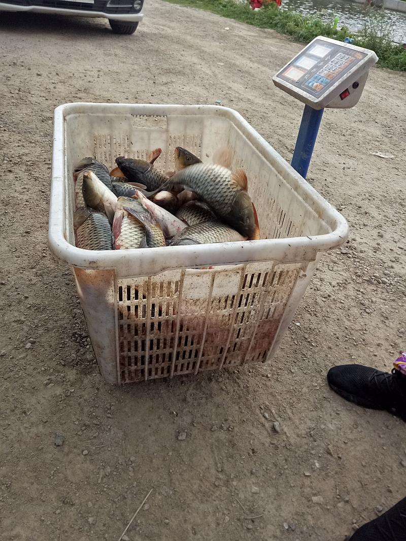 鱼情介绍图片