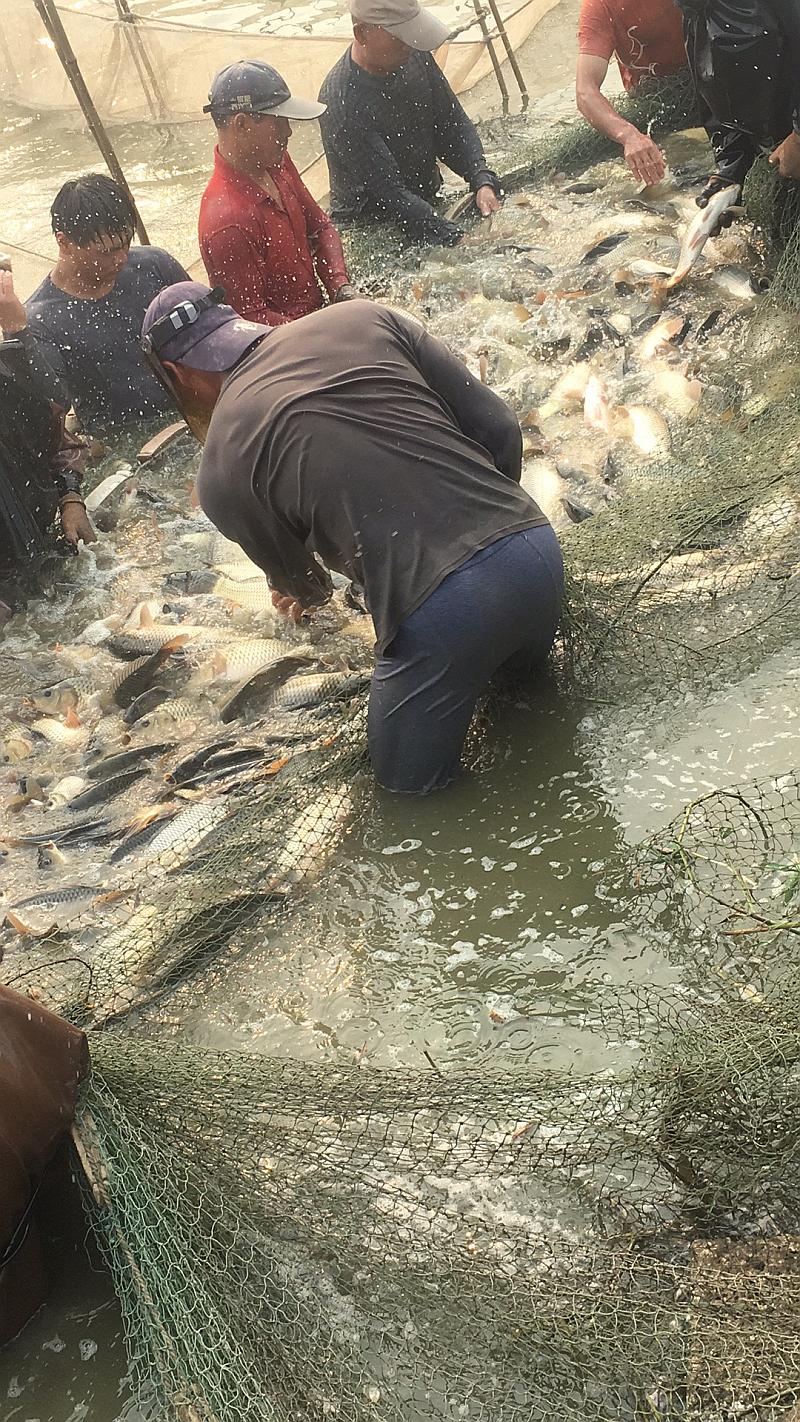 鱼情介绍图片