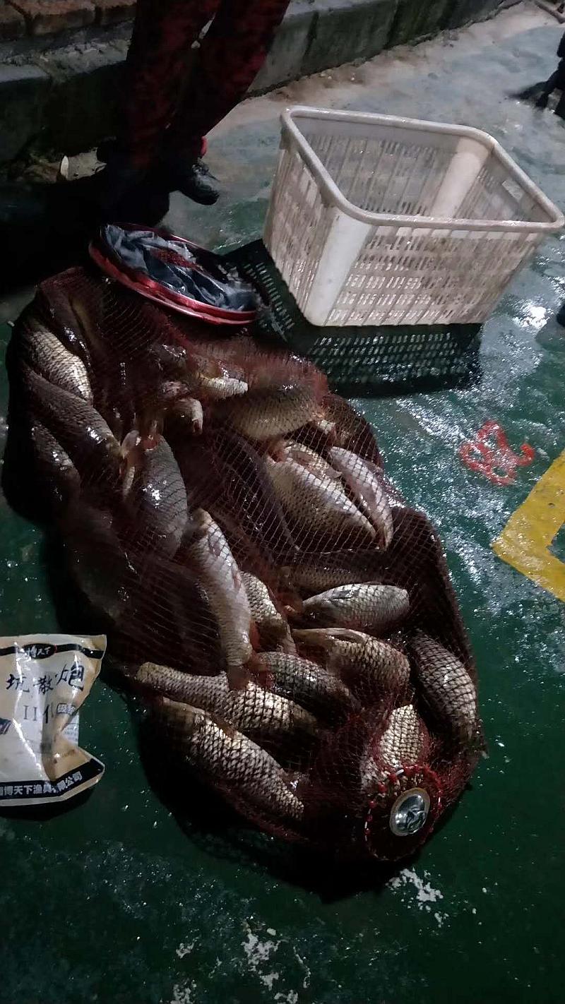 鱼情介绍图片