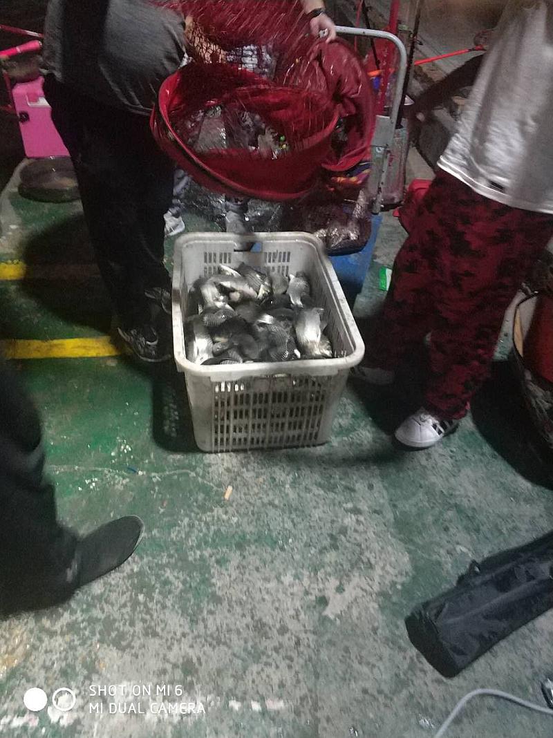 鱼情介绍图片