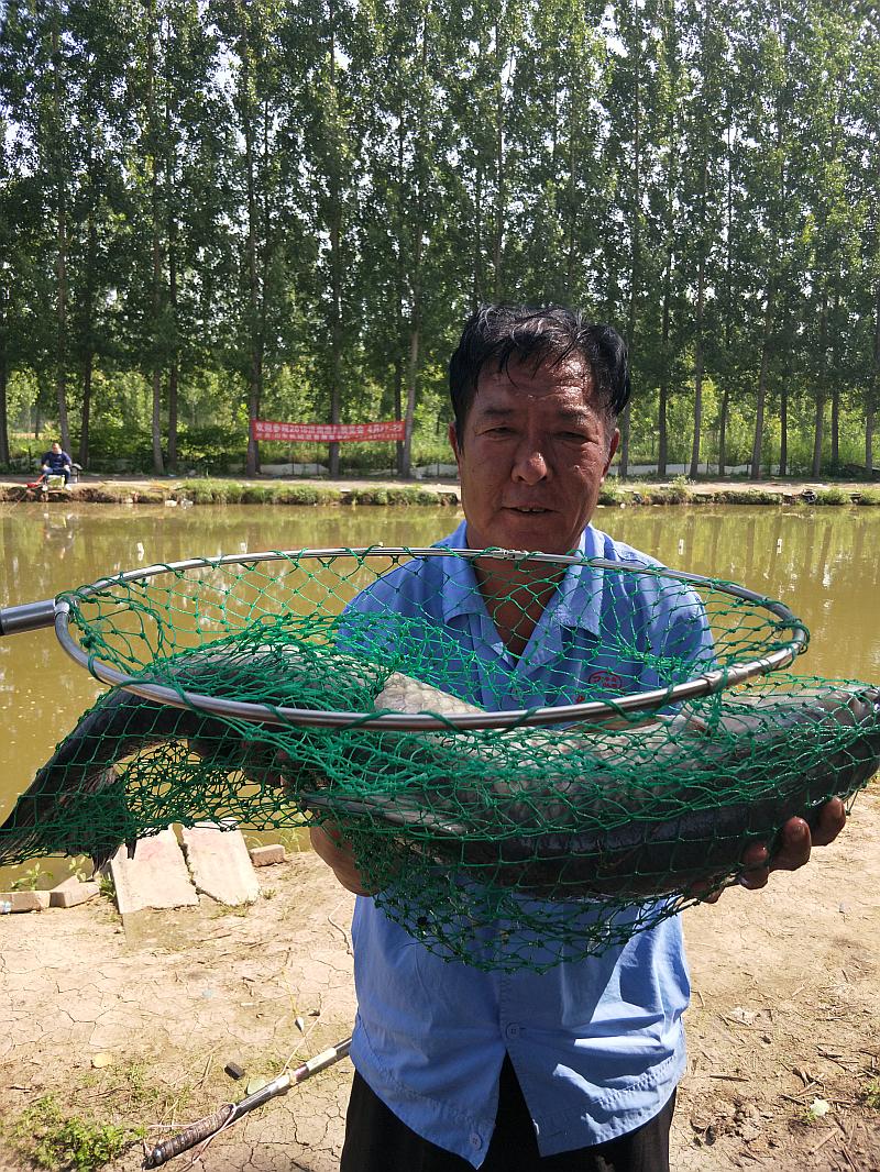 鱼情介绍图片