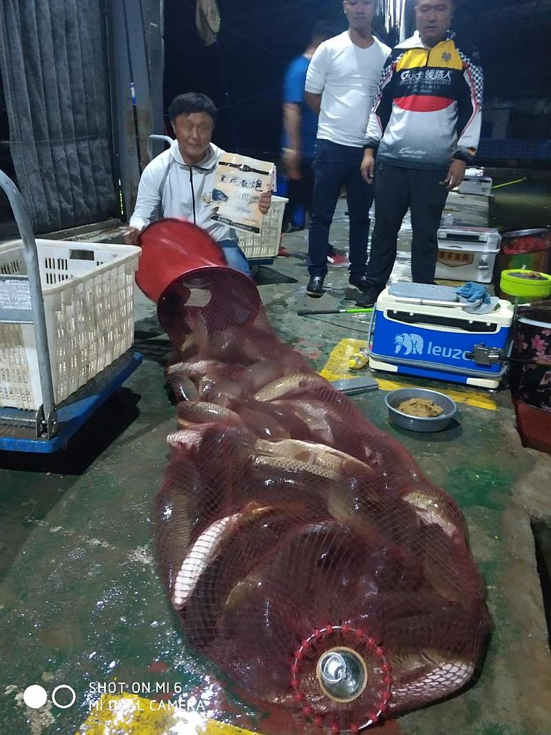 鱼情介绍图片