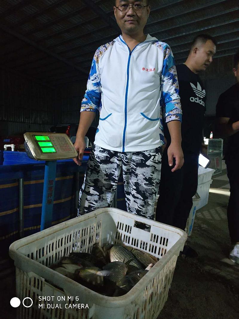 鱼情介绍图片