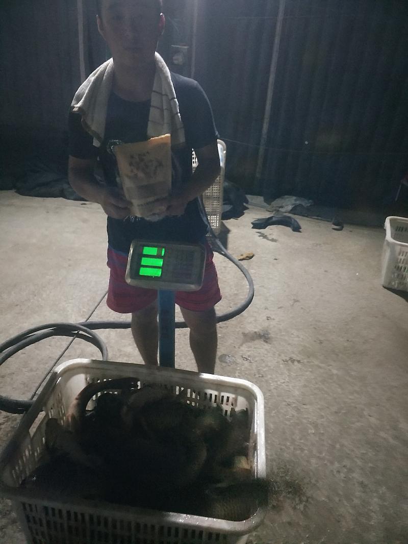 鱼情介绍图片