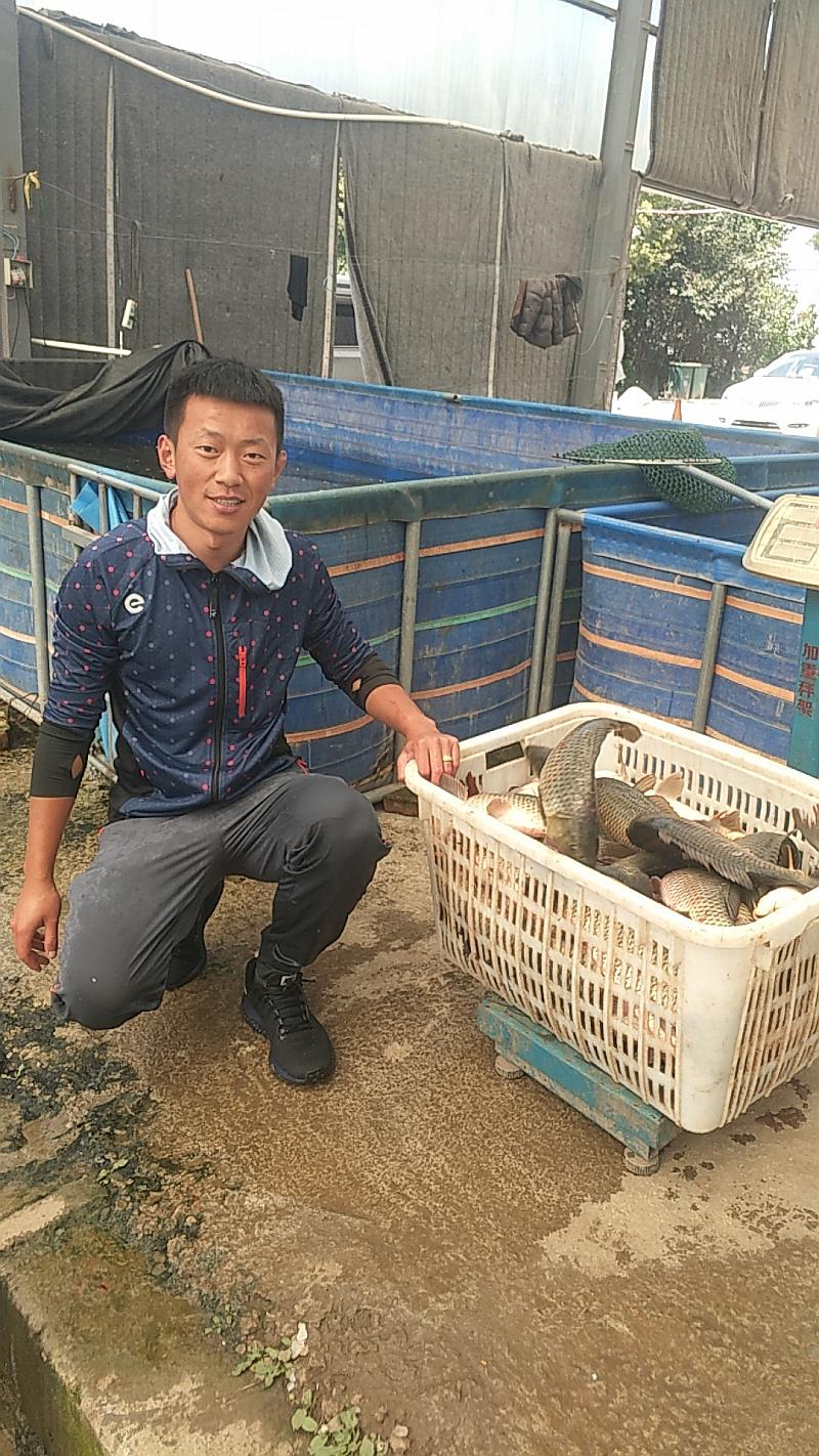 鱼情介绍图片