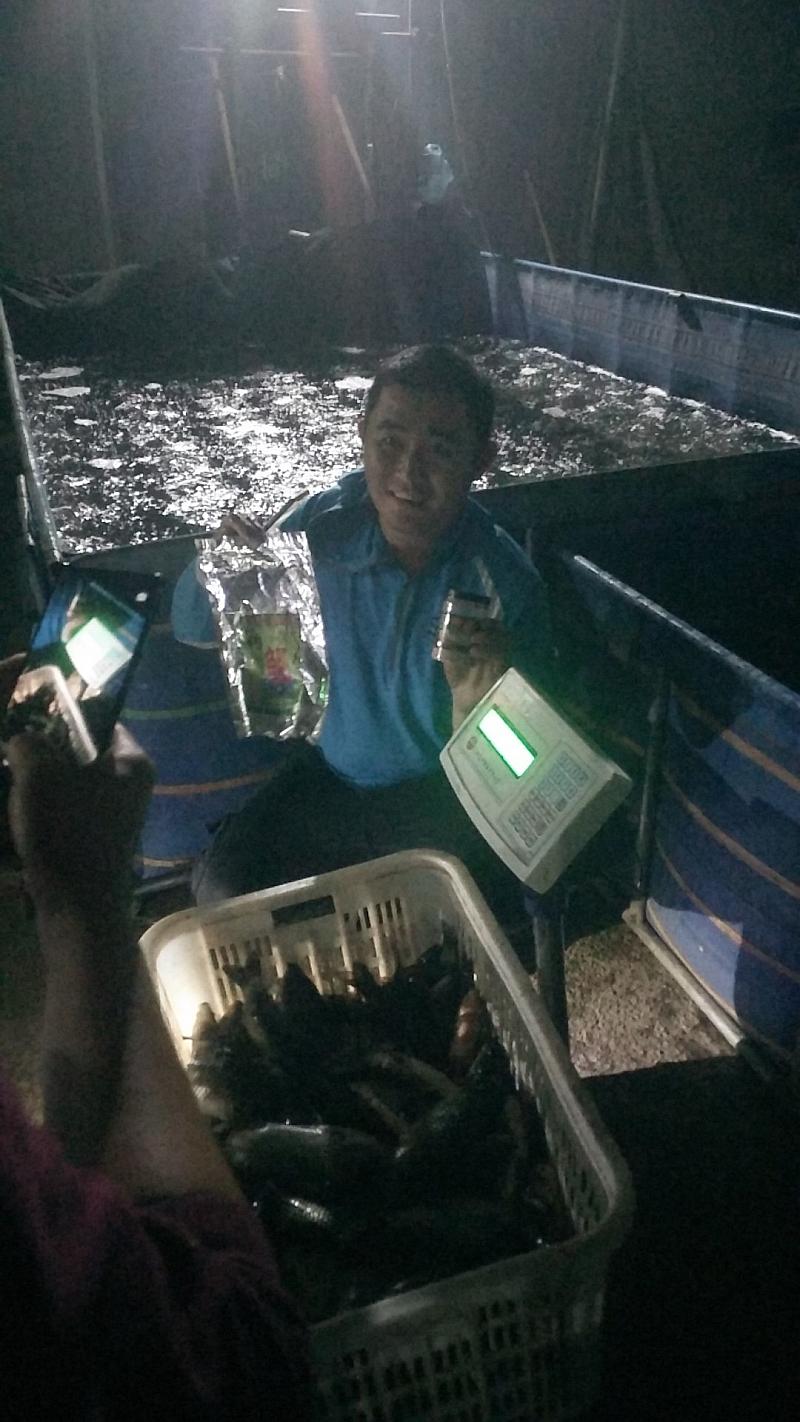 鱼情介绍图片