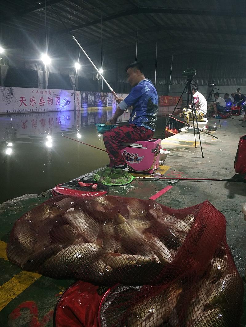 鱼情介绍图片