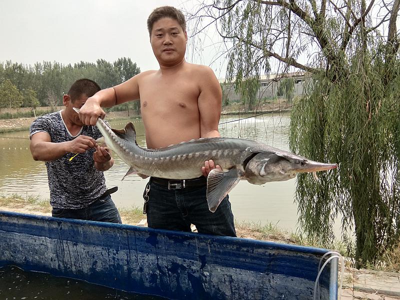 鱼情介绍图片