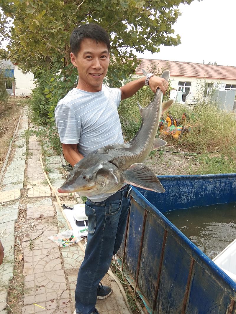 鱼情介绍图片