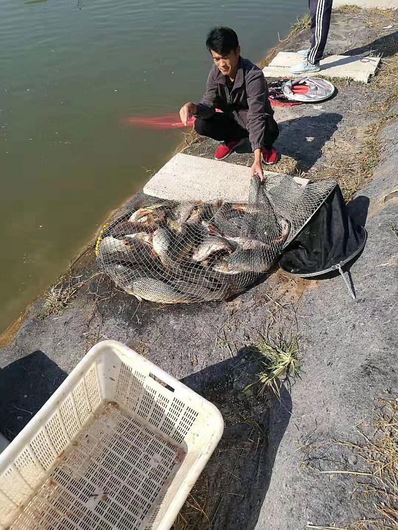 鱼情介绍图片