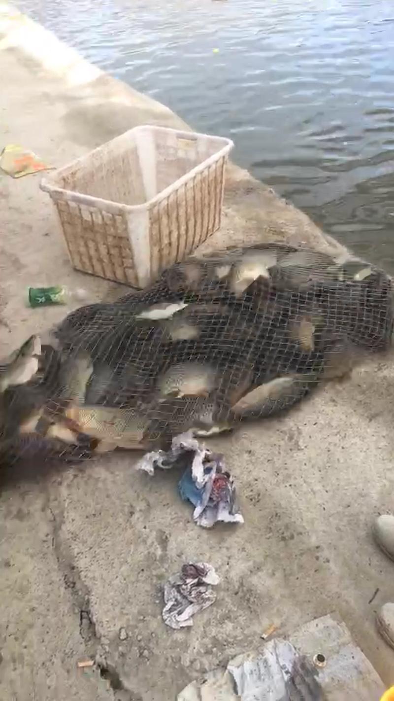 鱼情介绍图片