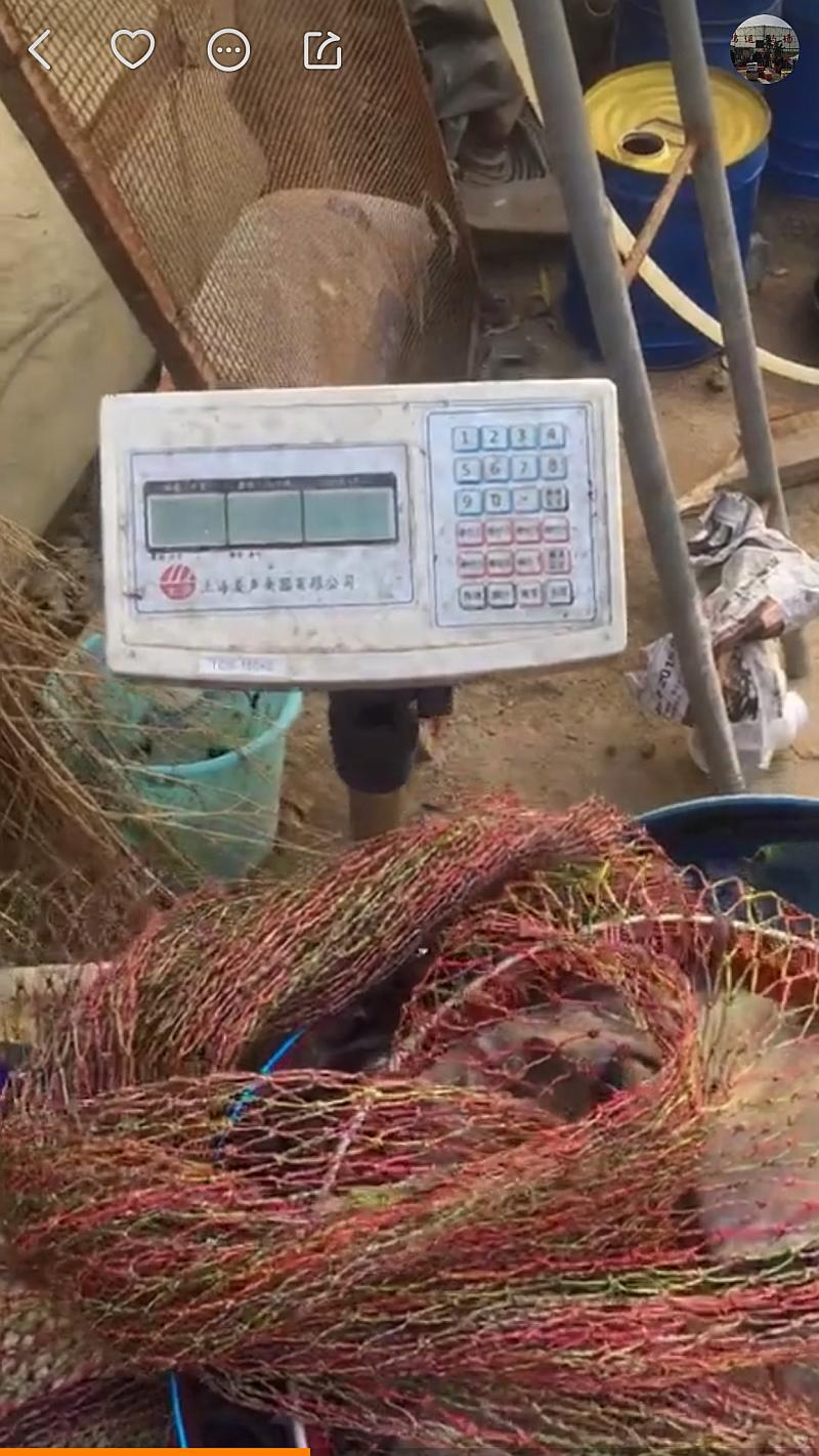 鱼情介绍图片