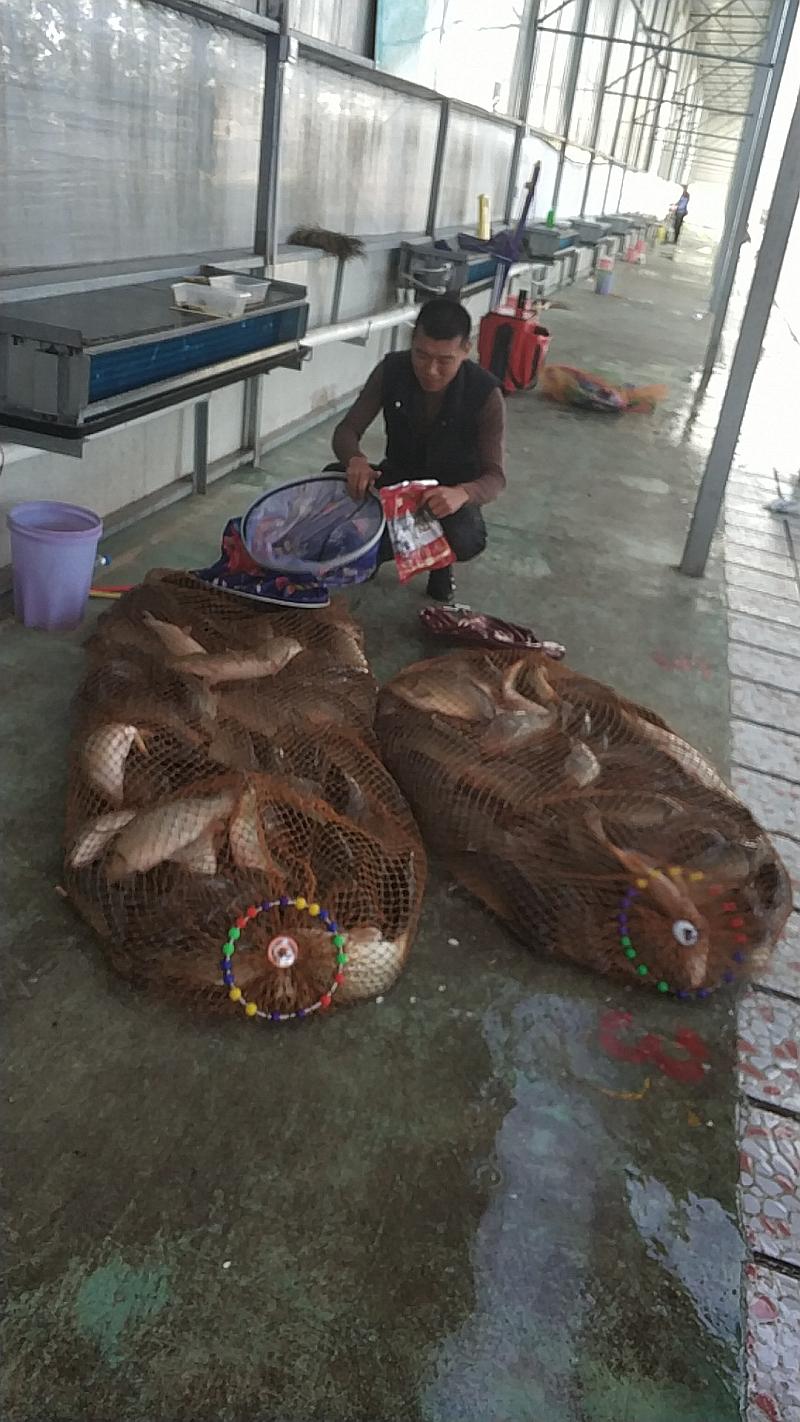 鱼情介绍图片