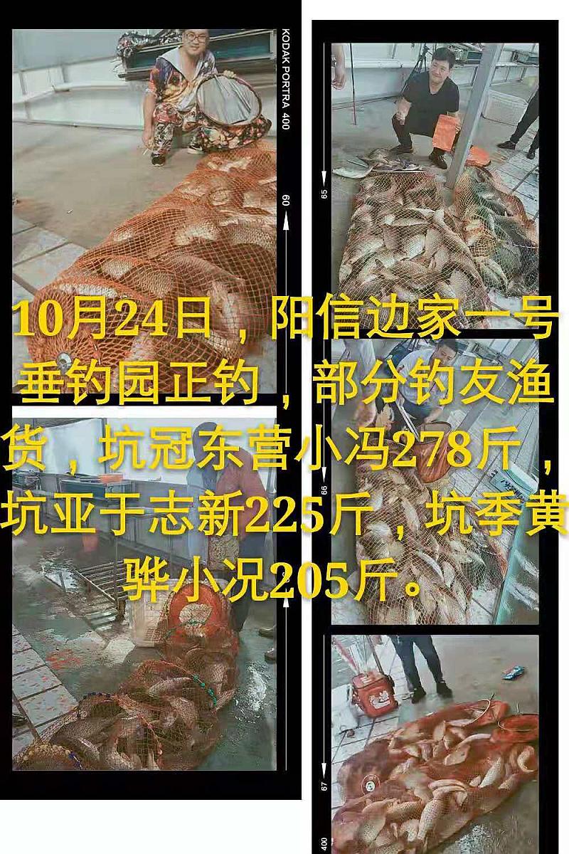 鱼情介绍图片