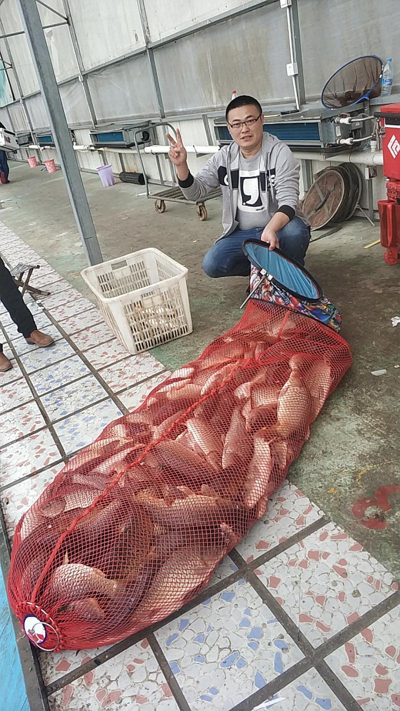 鱼情介绍图片