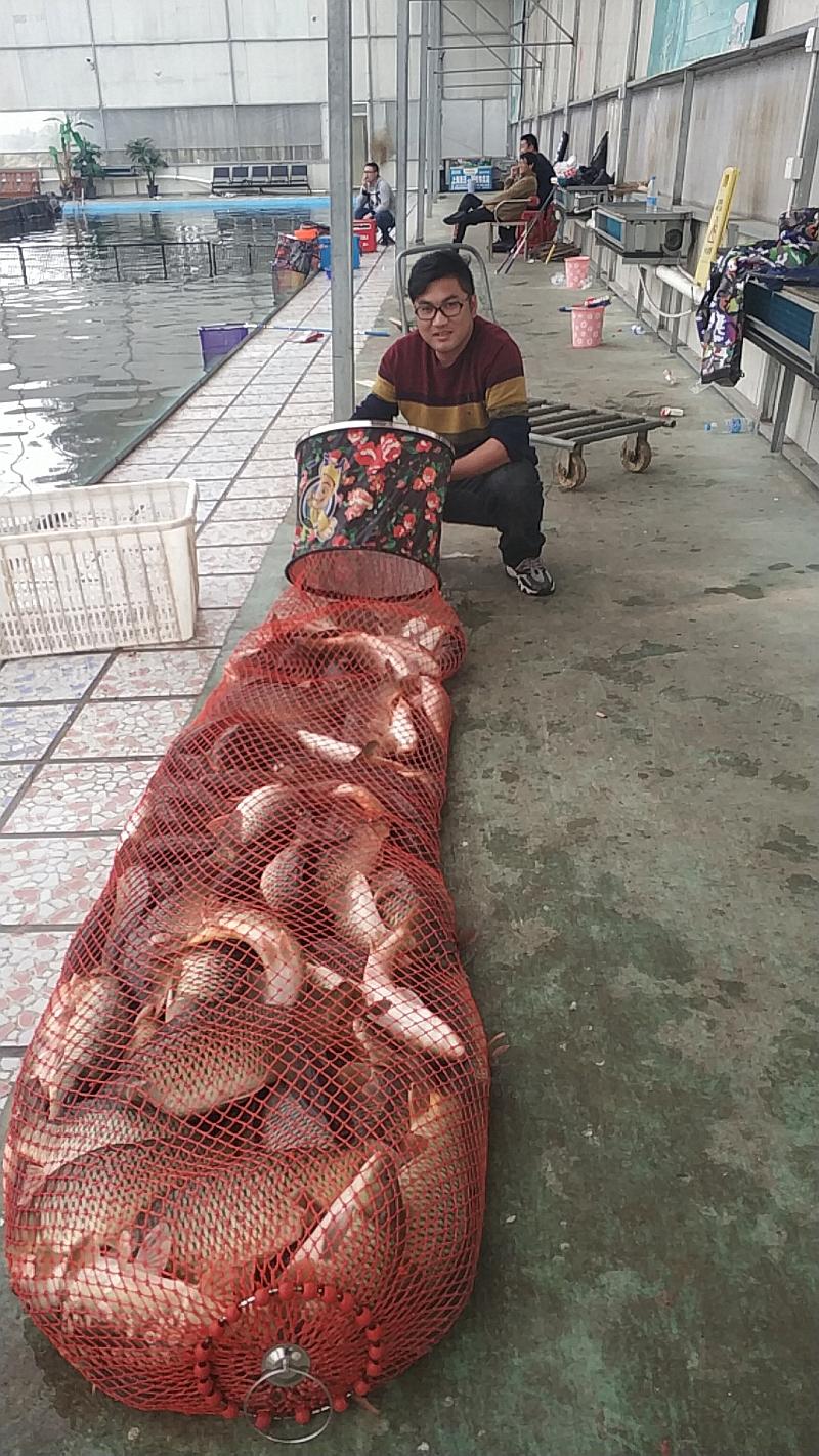 鱼情介绍图片