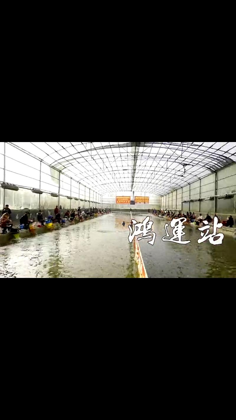鱼情介绍图片