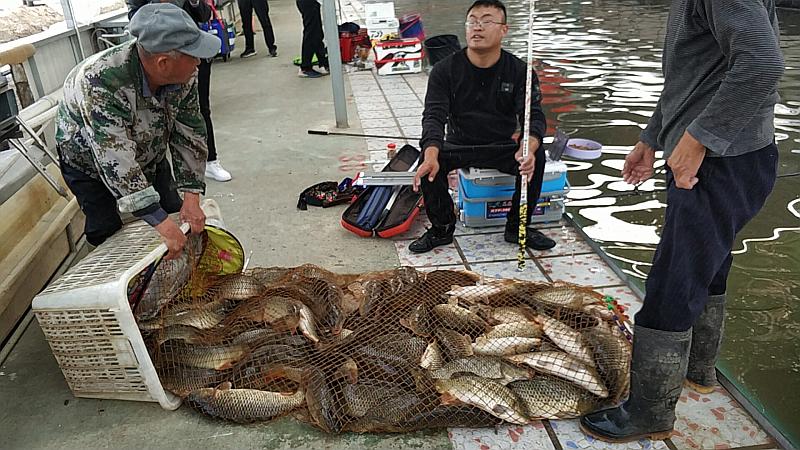 鱼情介绍图片
