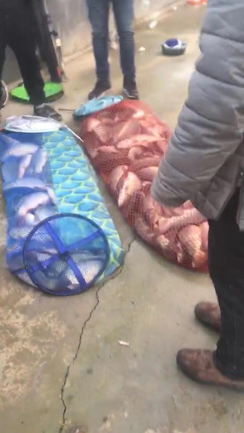 鱼情介绍图片