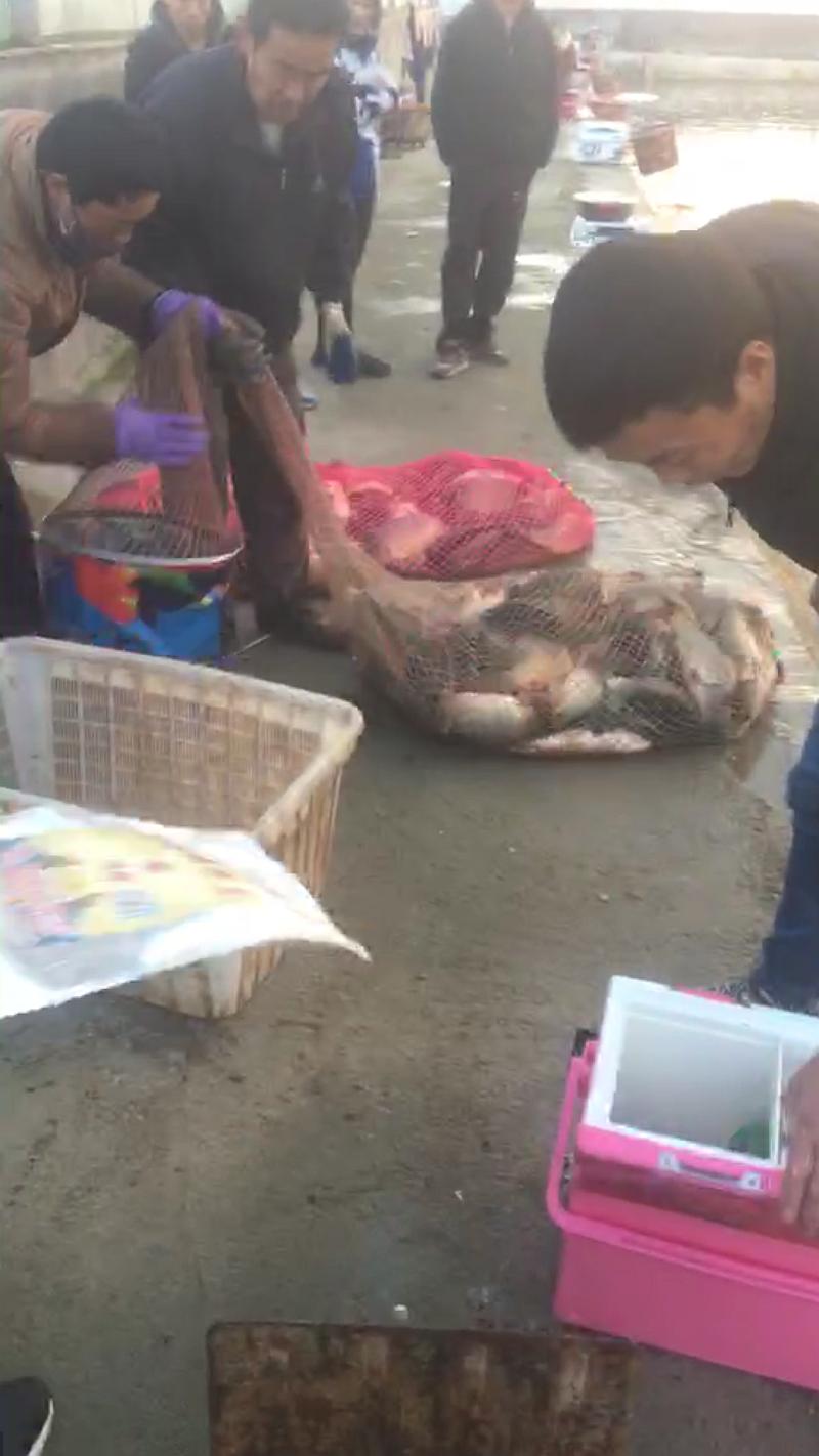 鱼情介绍图片