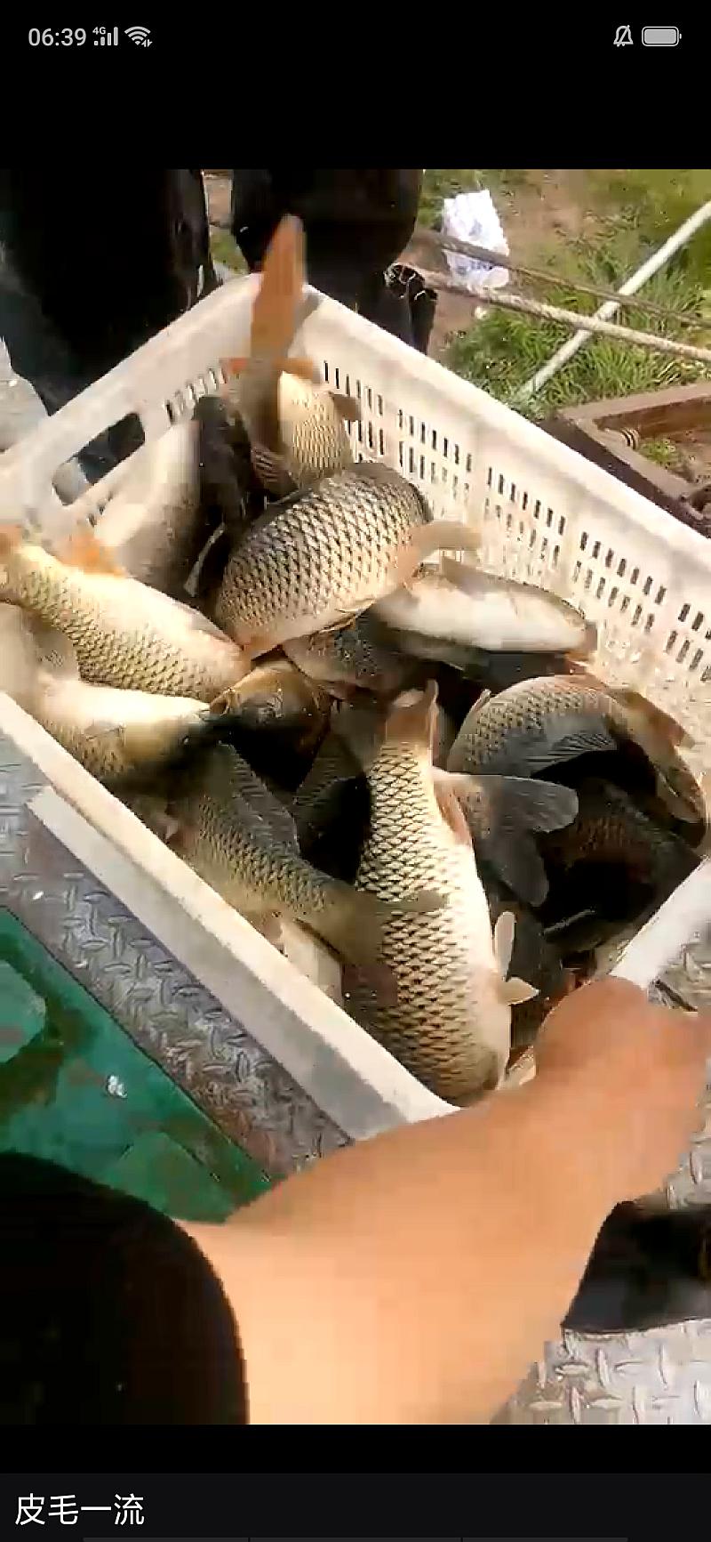 鱼情介绍图片