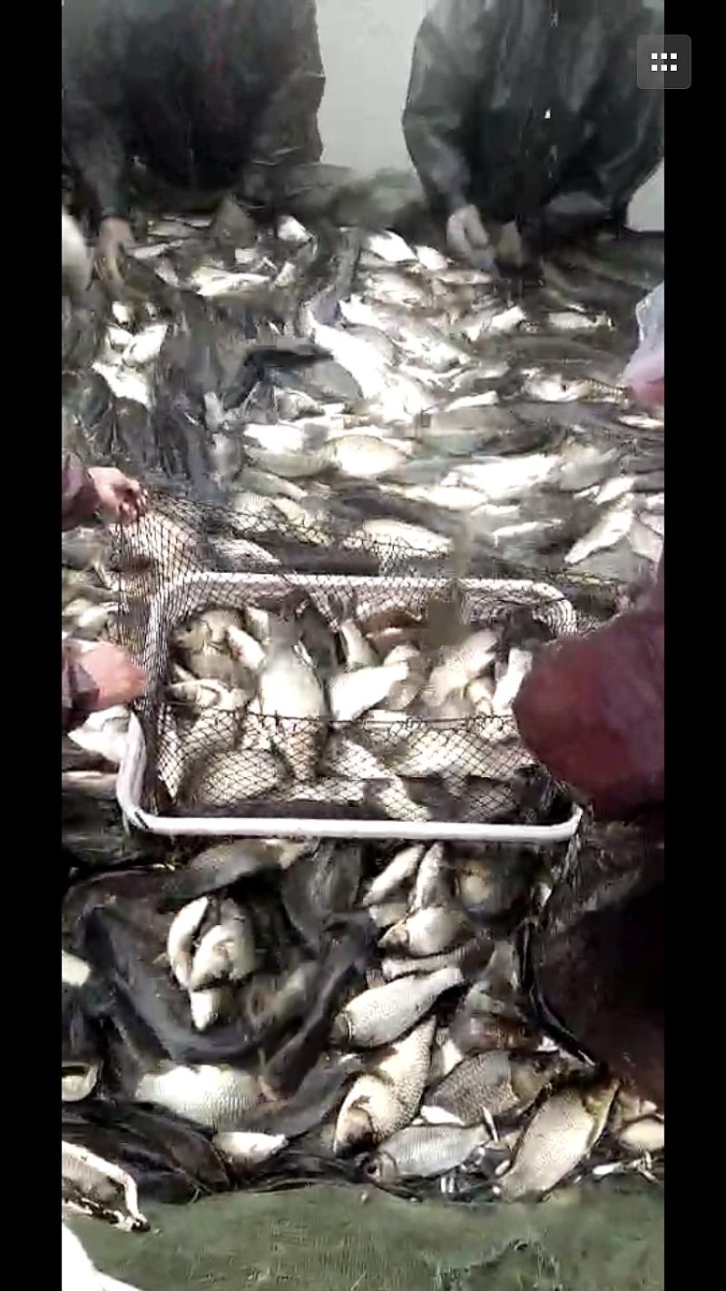 鱼情介绍图片