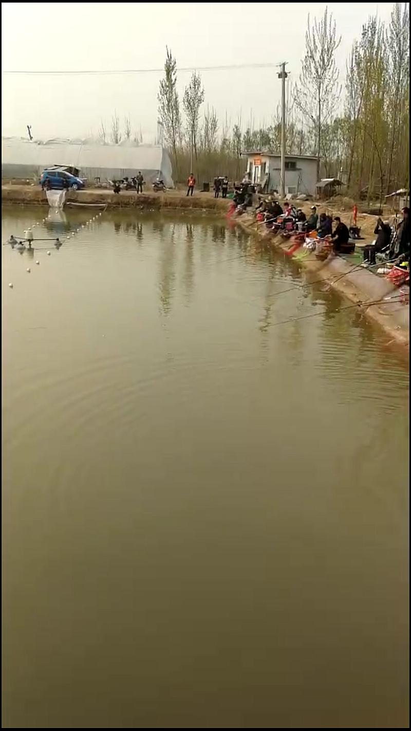 鱼情介绍图片