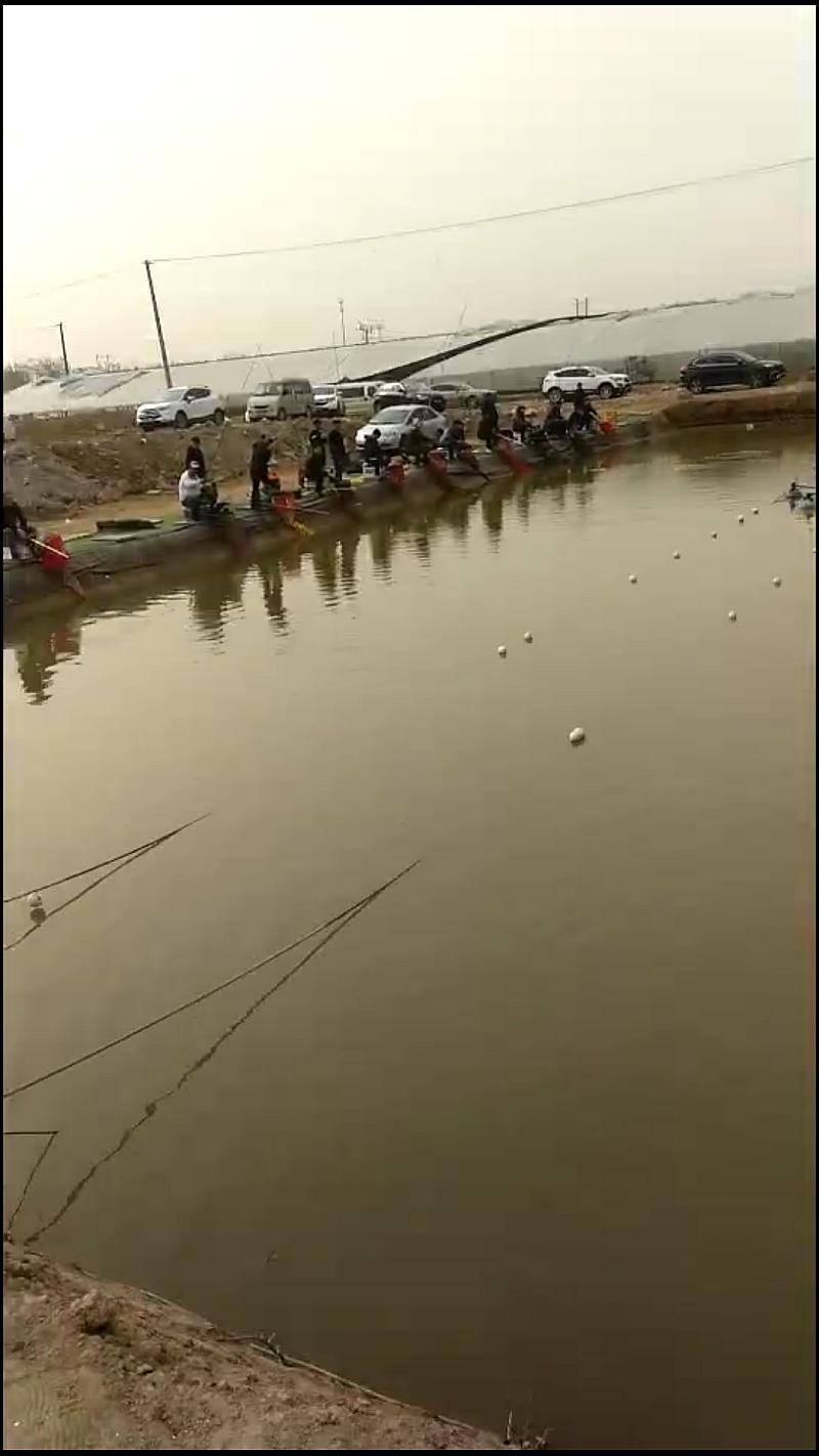 鱼情介绍图片