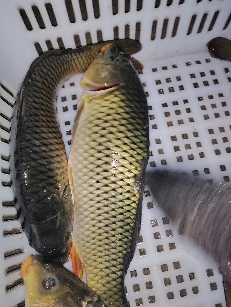 鱼情介绍图片