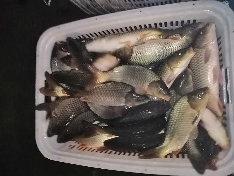 鱼情介绍图片