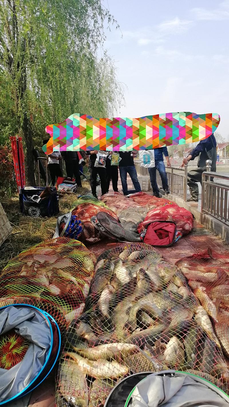 鱼情介绍图片