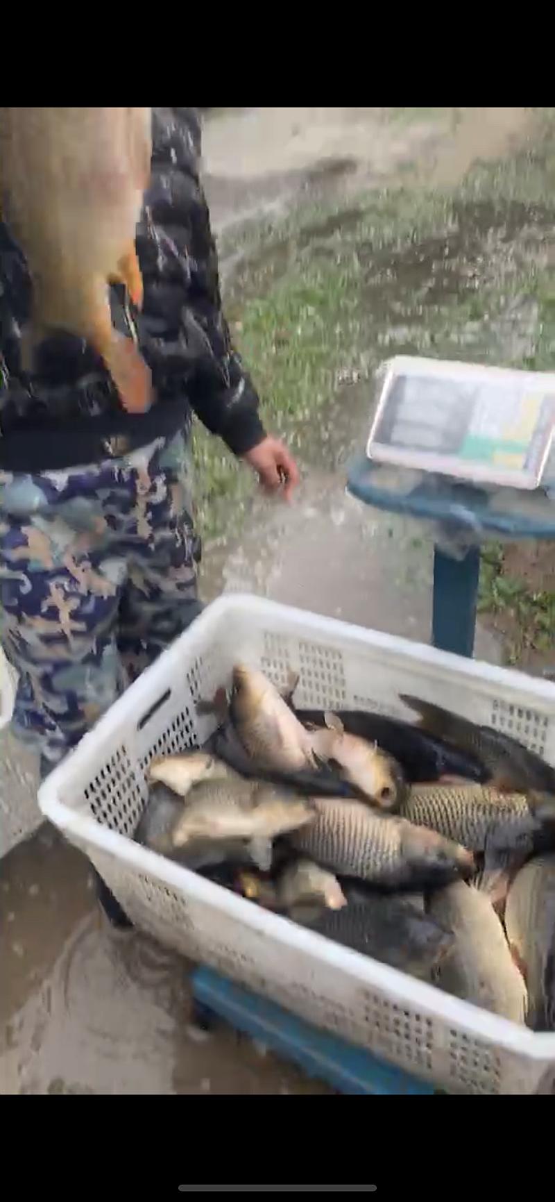 鱼情介绍图片