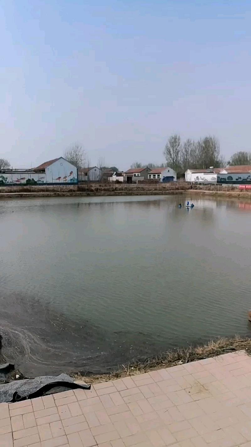 鱼情介绍图片