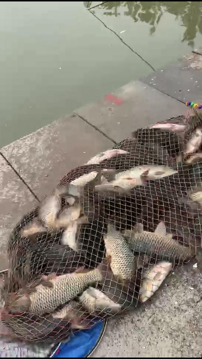 鱼情介绍图片