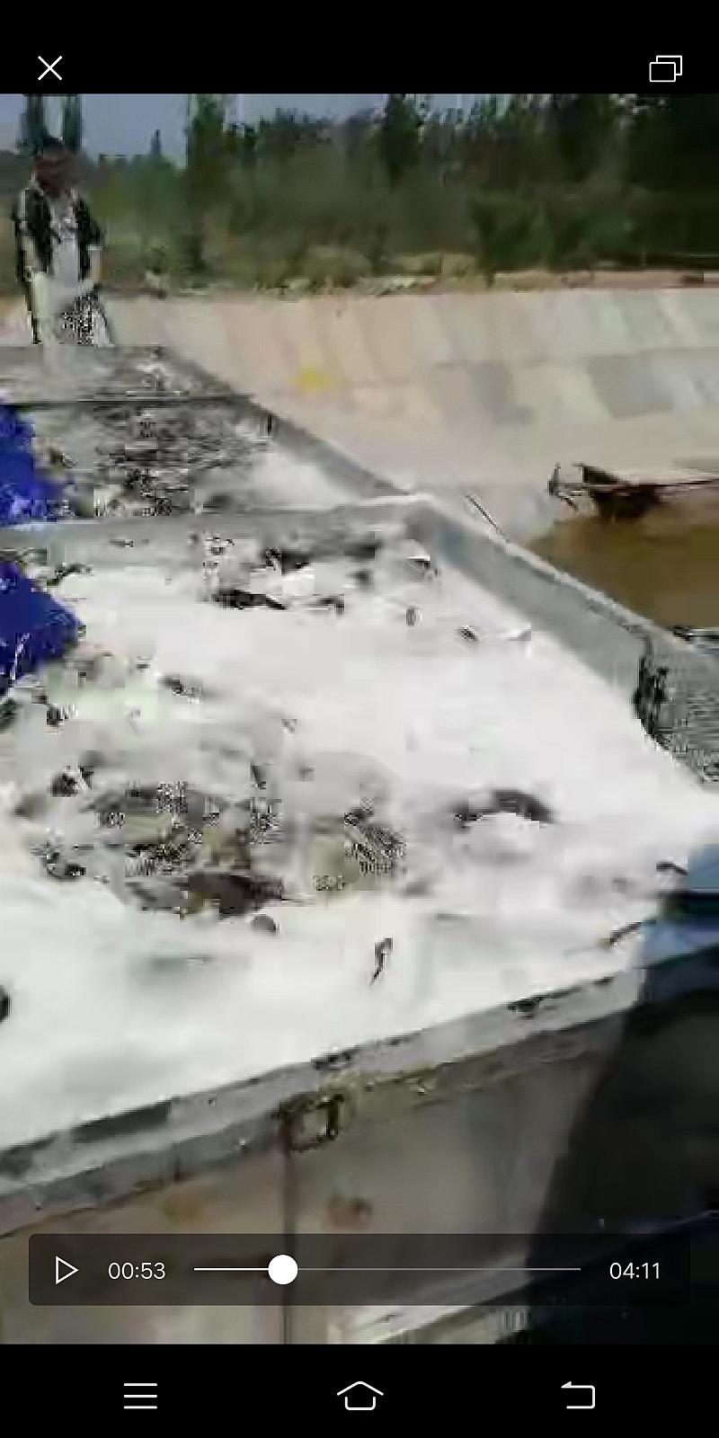 鱼情介绍图片