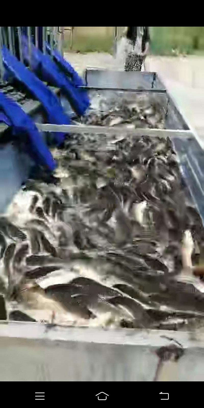鱼情介绍图片