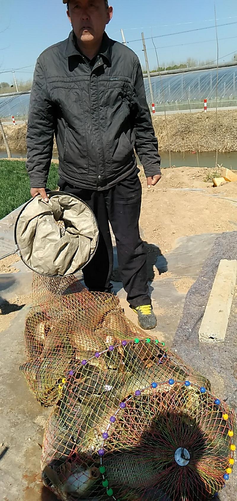鱼情介绍图片