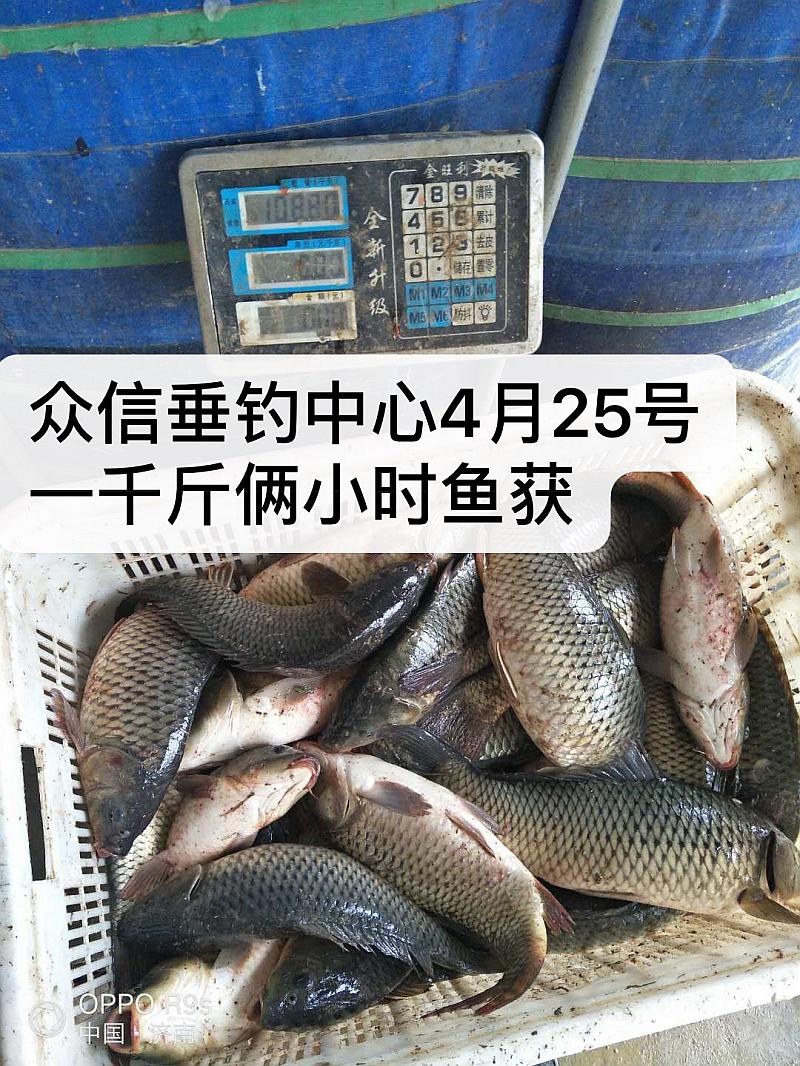 鱼情介绍图片