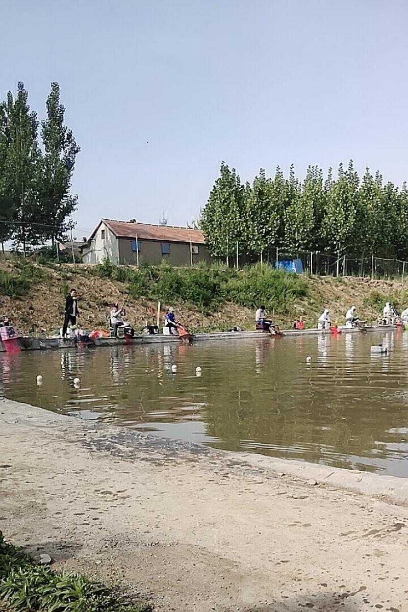 鱼情介绍图片