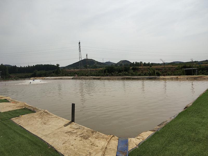 鱼情介绍图片
