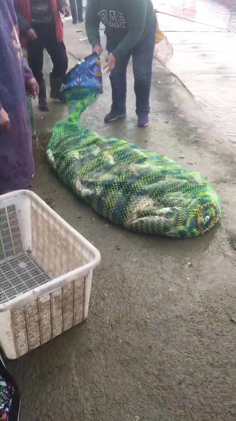 鱼情介绍图片