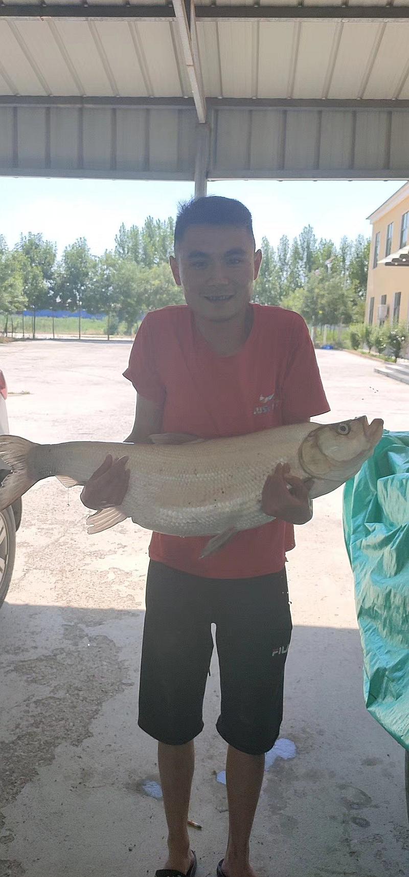 鱼情介绍图片