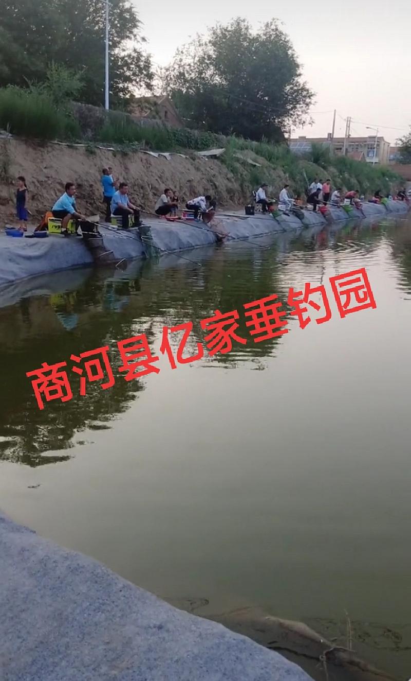 鱼情介绍图片