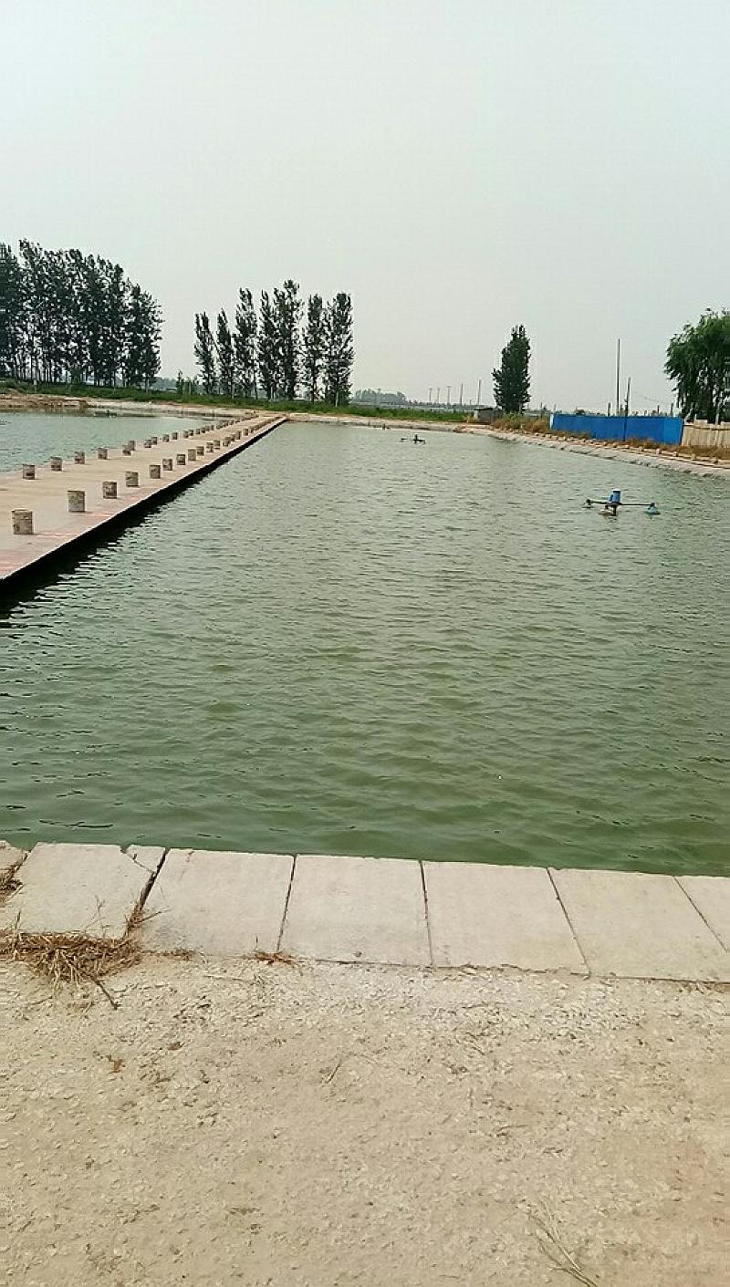 鱼情介绍图片