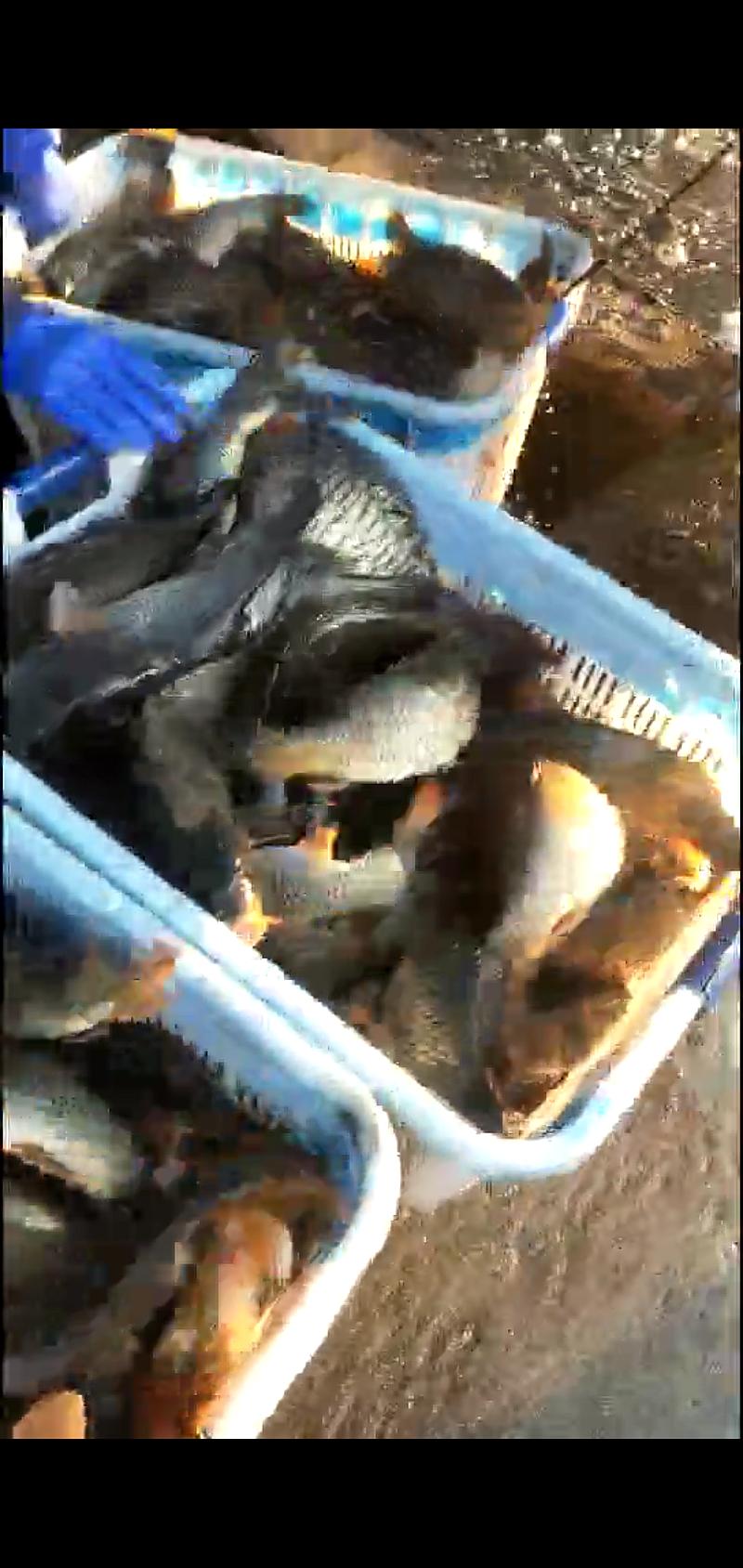 鱼情介绍图片