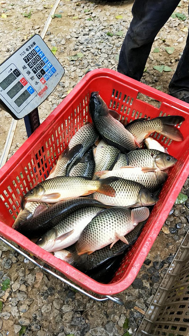 鱼情介绍图片