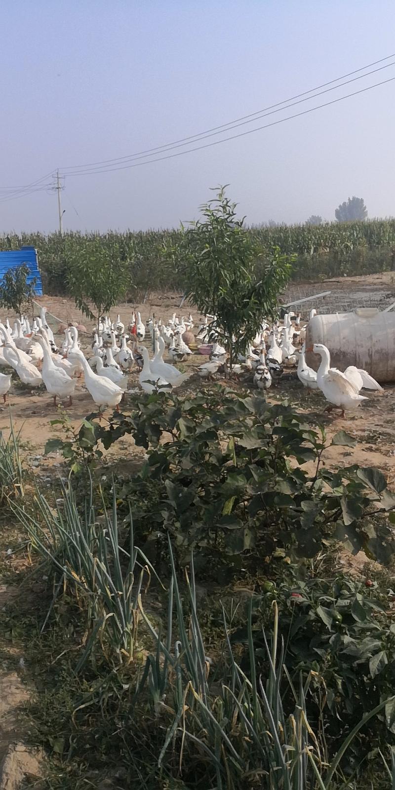 鱼情介绍图片