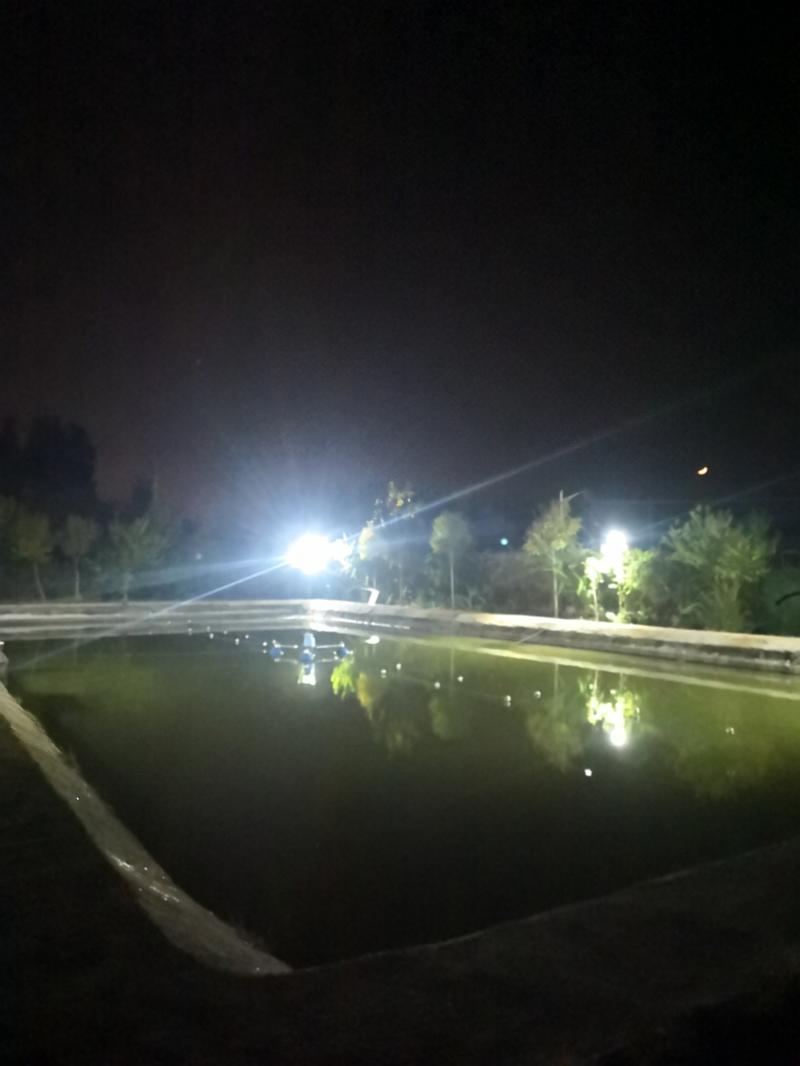 鱼情介绍图片