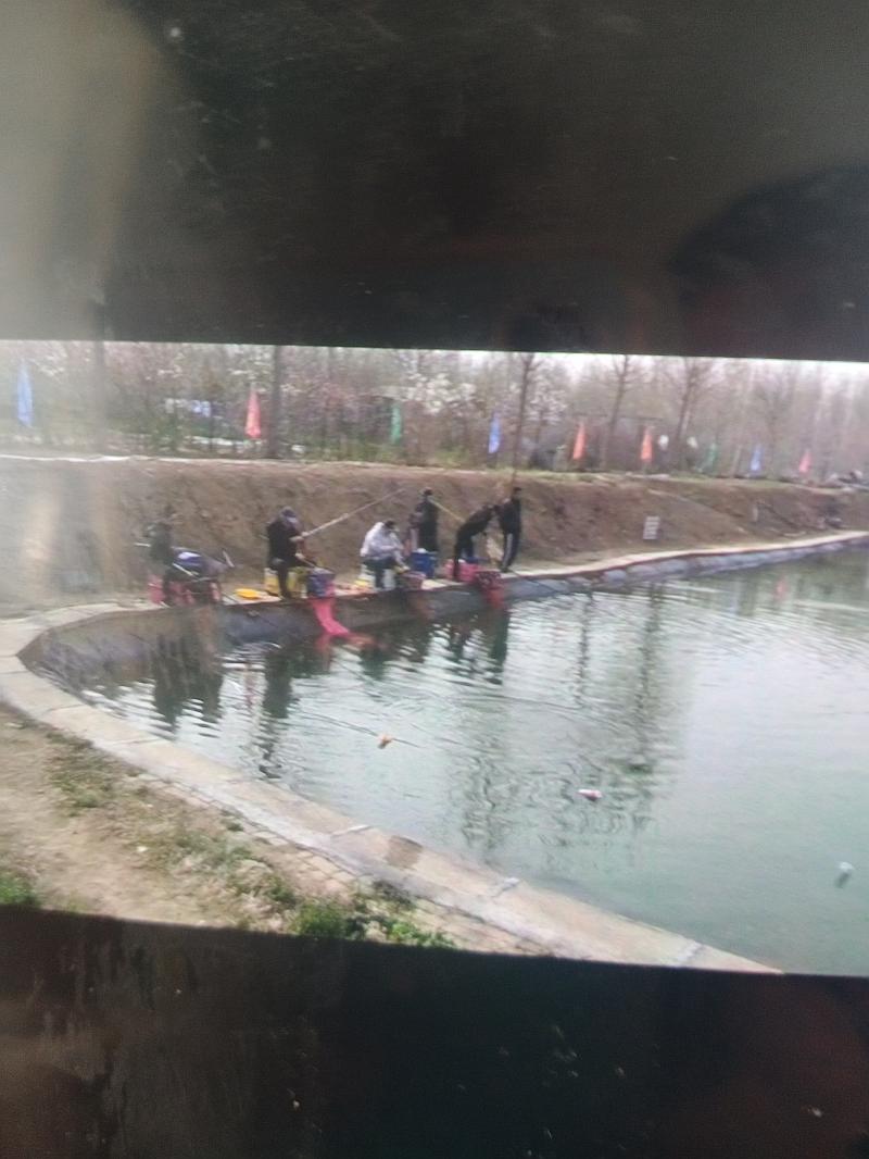 鱼情介绍图片