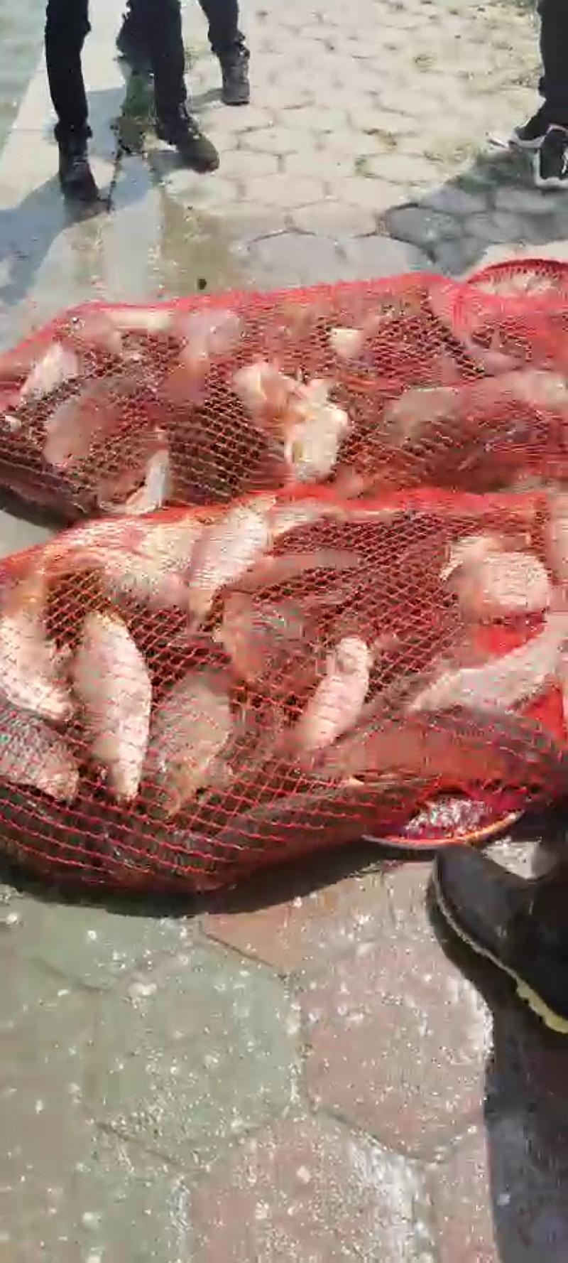 鱼情介绍图片